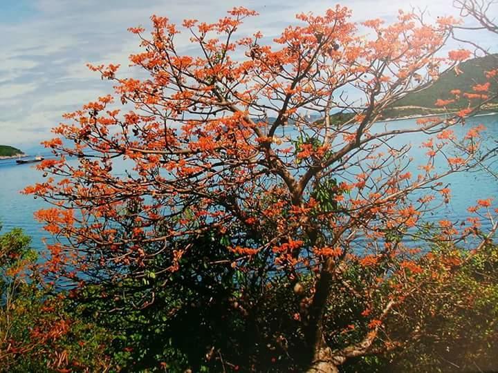 Trang Vu Homestay Cu Lao Cham Tân Hiệ Kültér fotó
